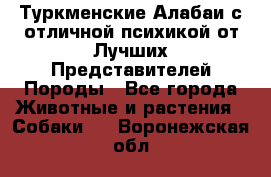 Туркменские Алабаи с отличной психикой от Лучших Представителей Породы - Все города Животные и растения » Собаки   . Воронежская обл.